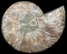 Agatized Ammonite Fossil (Half) #17863-1